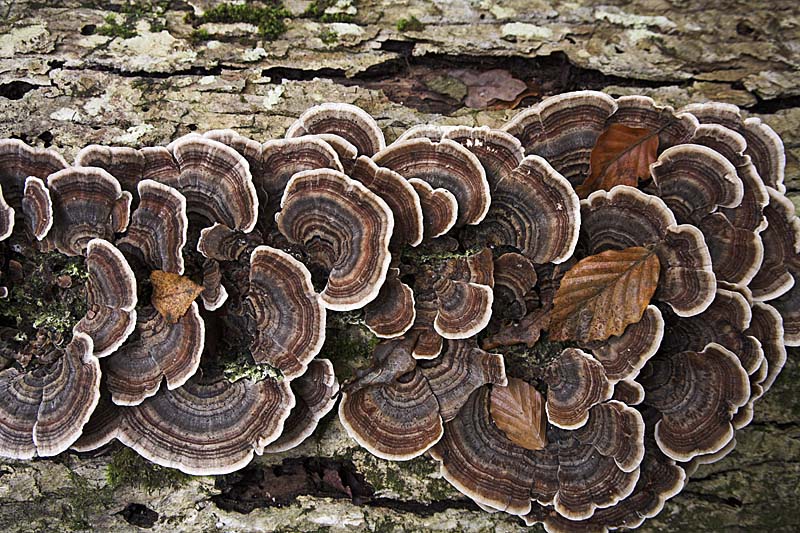 01ED0078 Coriolus versicolor Copyright Mike Read.jpg - Many zoned polypore Trametes versicolour growing on decaying fallen trunk of pendunculate oak tree Great Huntley Bank